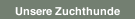 Unsere Zuchthunde